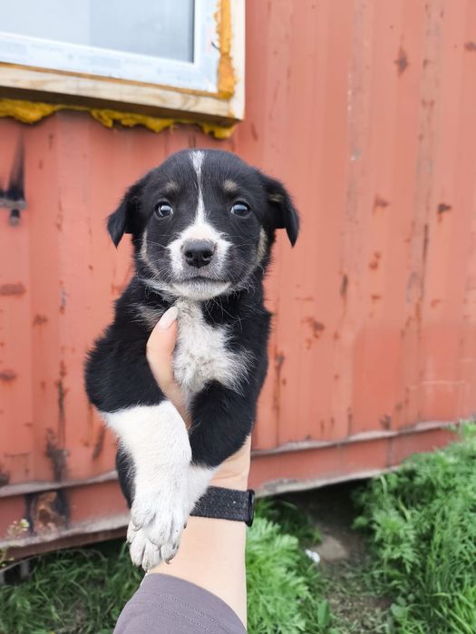 отдадим щенков в хорошие руки