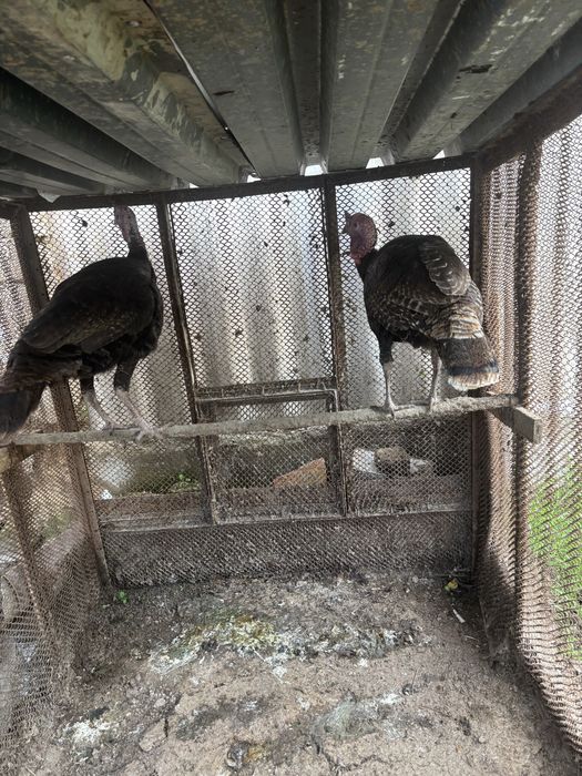 Индюк Черный принц