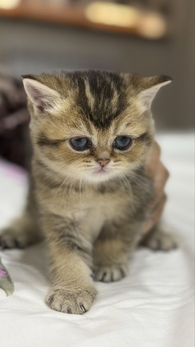 Золотая тикироновая шиншила