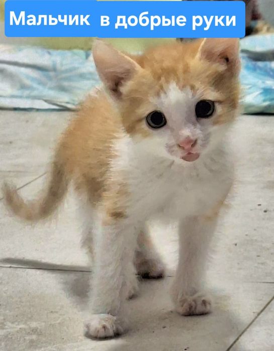Котята в добрые руки.