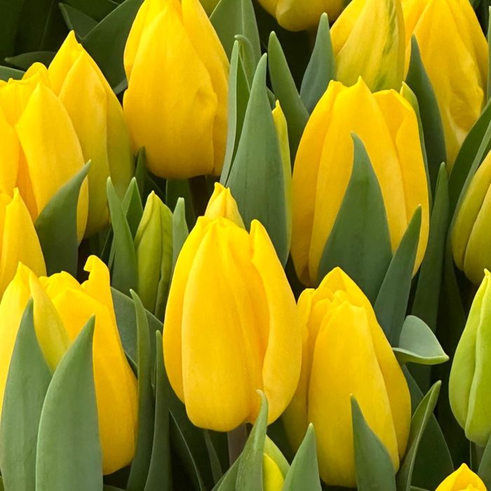 Голландские тюльпаны 50-60 см