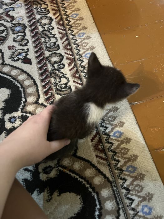 Отдам в хорошие руки котята домашние
