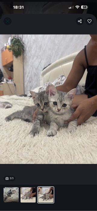 Продам в очень хорошие руки котенка