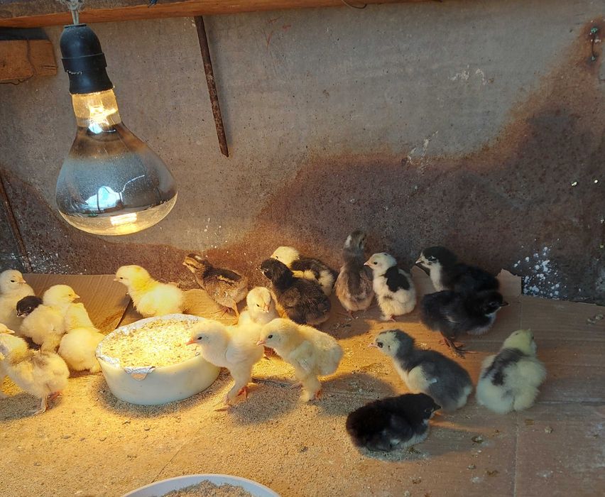 Пилета, кохин и брама