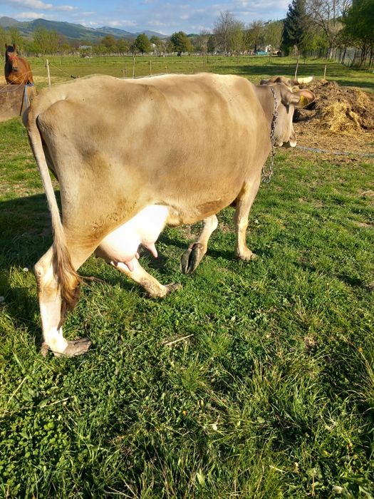Vacă cu vitel de vînzare