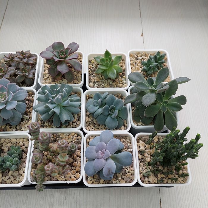 Цветы суккуленты