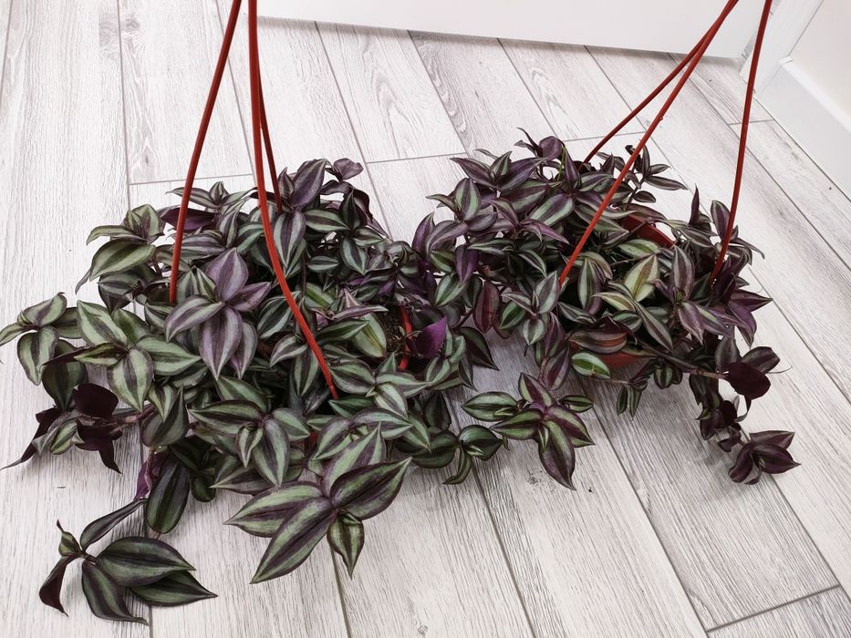 Комнатные цветы. Доставка