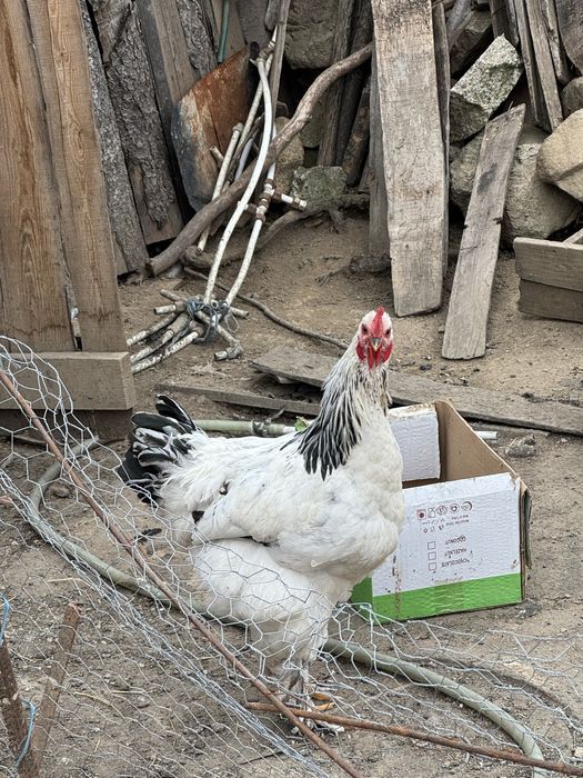 Vand cocosi  de rasa