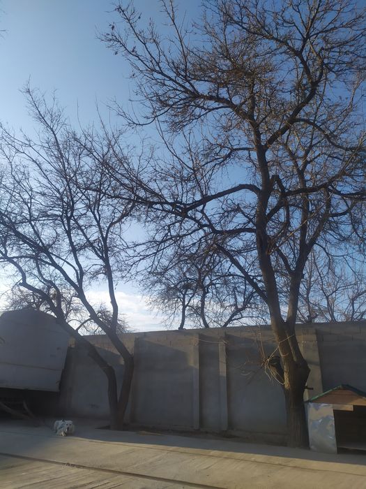 2 ta Daraxt sotiladi kesib ketish kerak