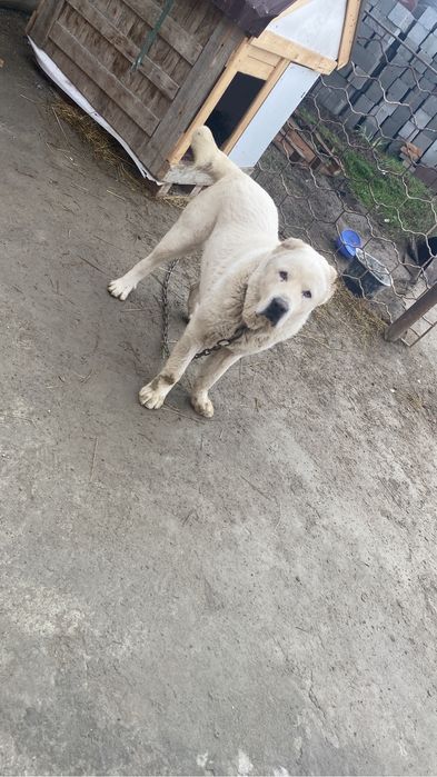Продам алабай сучка 4 года