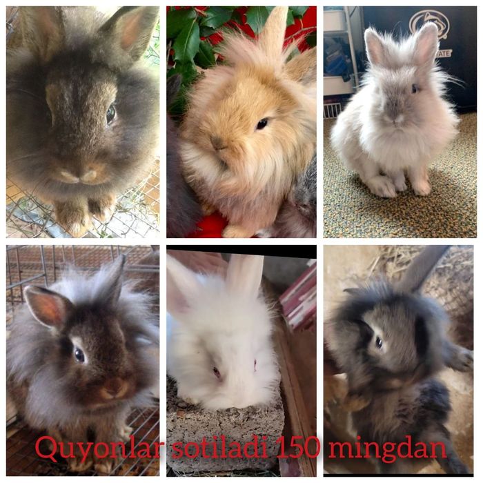 Shersimon quyon zoti toza