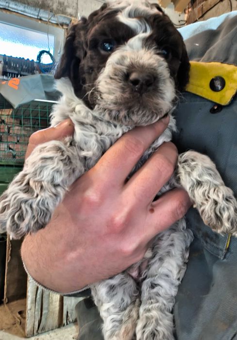 Лагото Романьоло