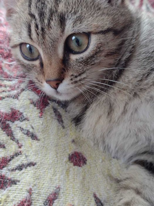 Отдам котят в добрые руки.