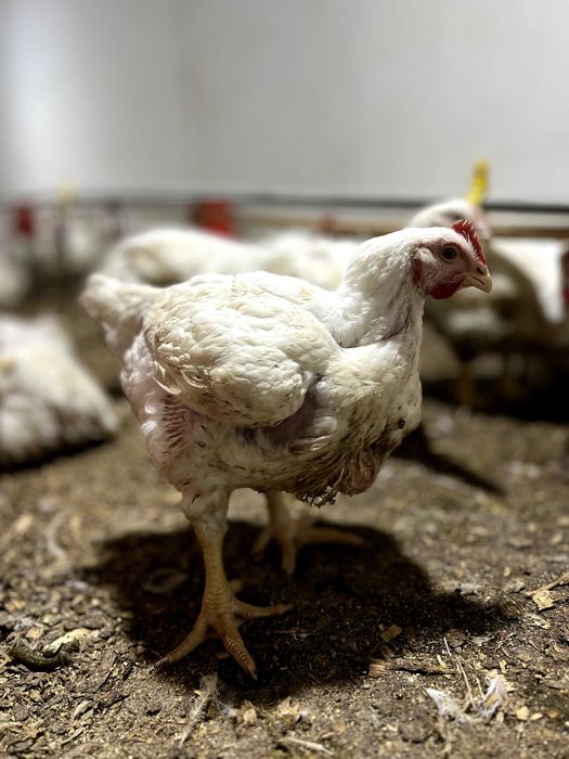 Бройлер живой вес оптом