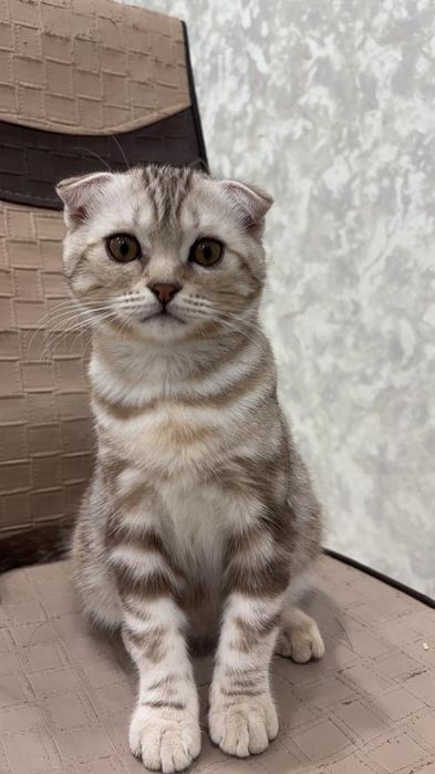 Котёнок скотиш фолд