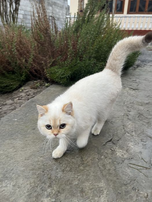 Шиншилла ВЯЗКАГА