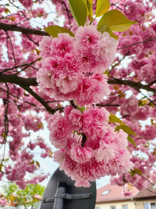 Японска вишна канзан в саксия