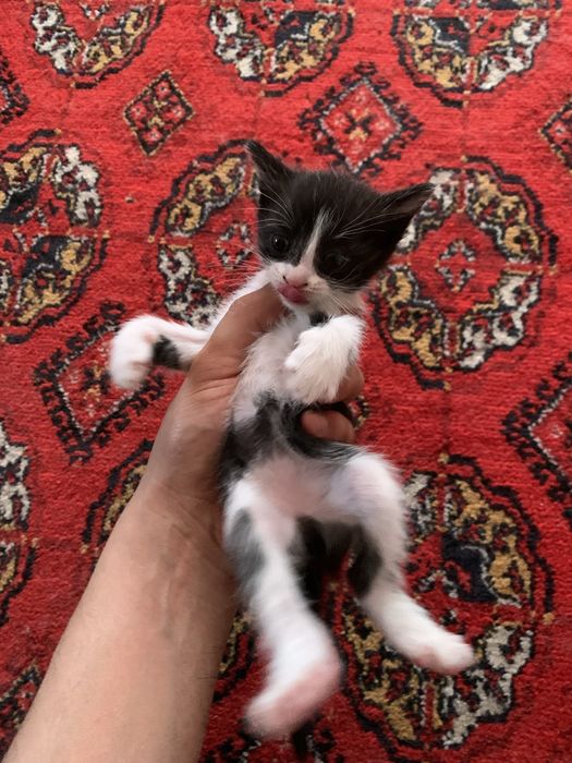 Кошка в добрые руки