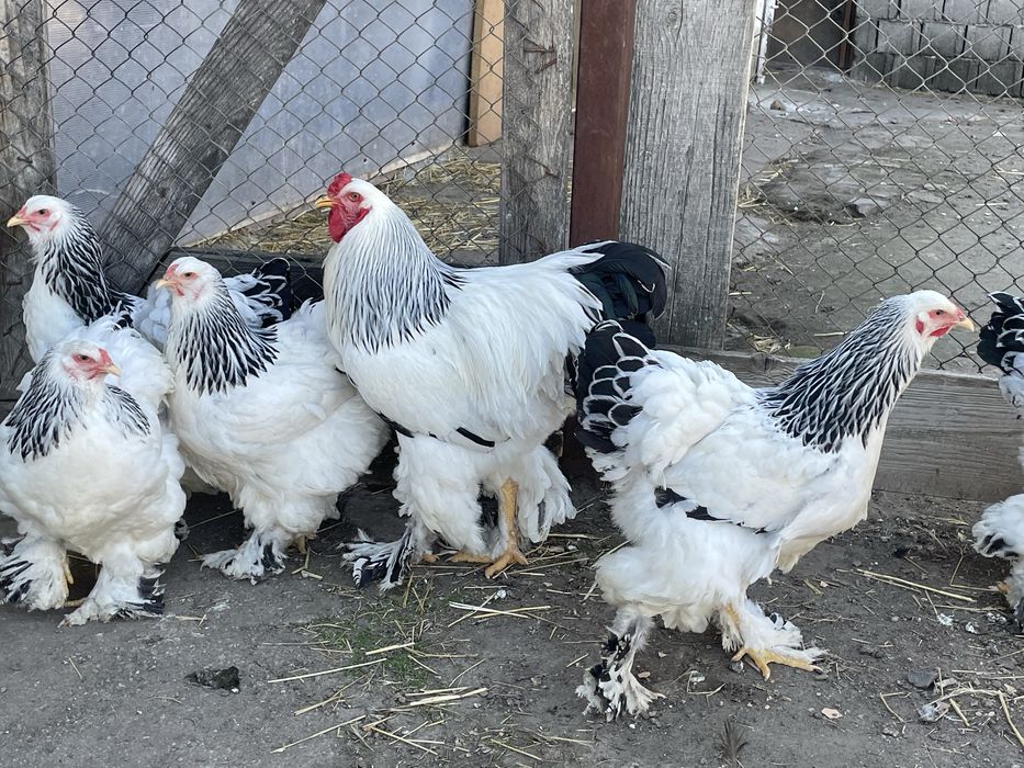 Familie de găini Brahma Herminat Deschis