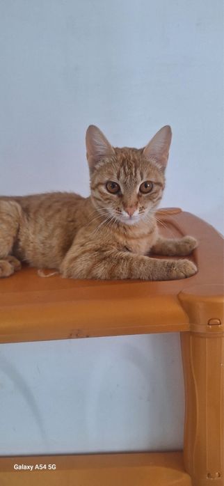 Кошка , в добрые руки .