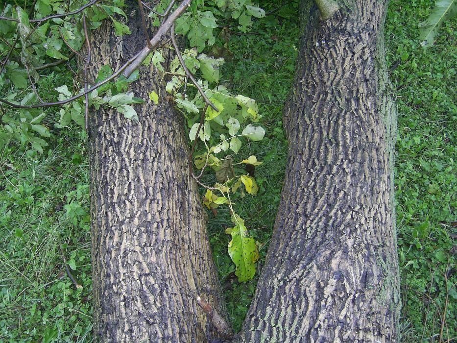 Vand fosla si scandura de Nuc Calitate