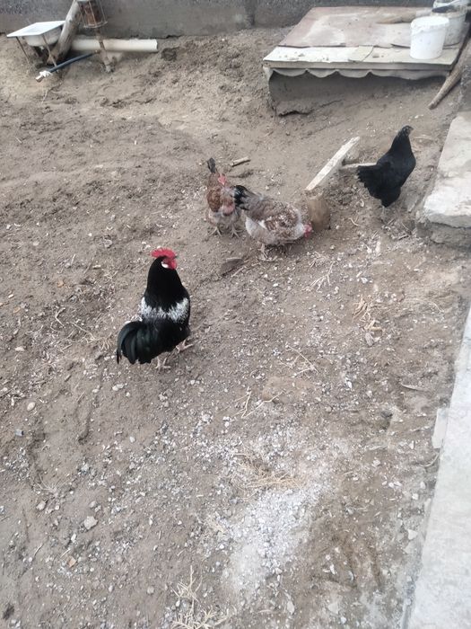 Продается петух и курица