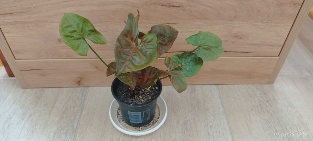 Филодендрон (Philodendron) / Сингониум (Syngonium)