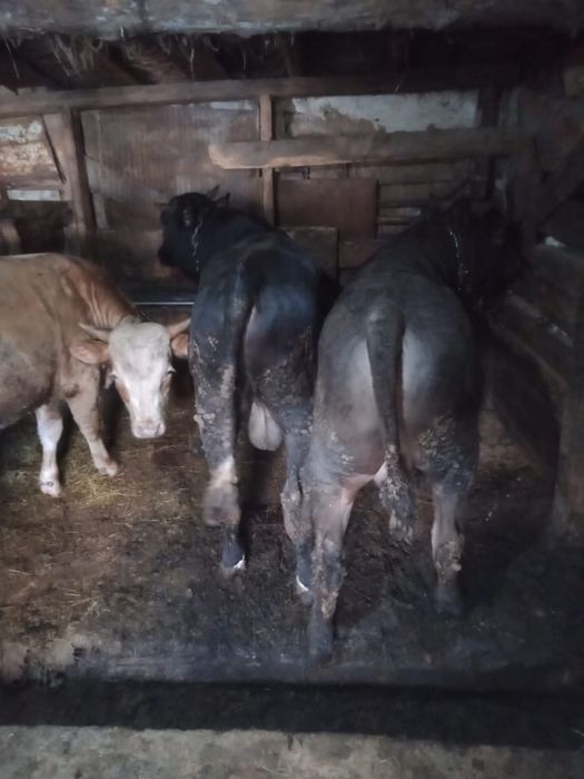 Продам бычков на откорме