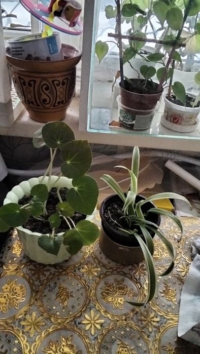 Цветов много всё хорошие