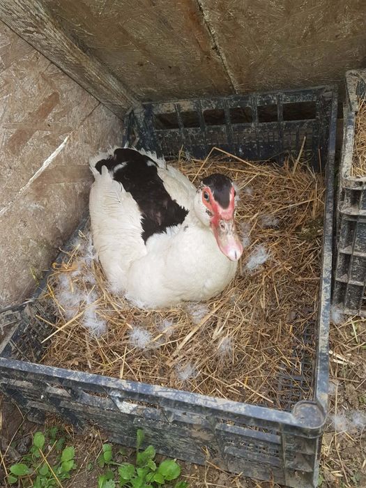 Oua de rata lesesti de incubat