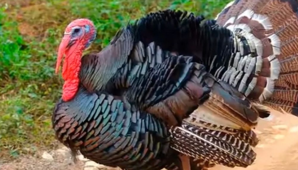 Индук.куркетауык.балапан.