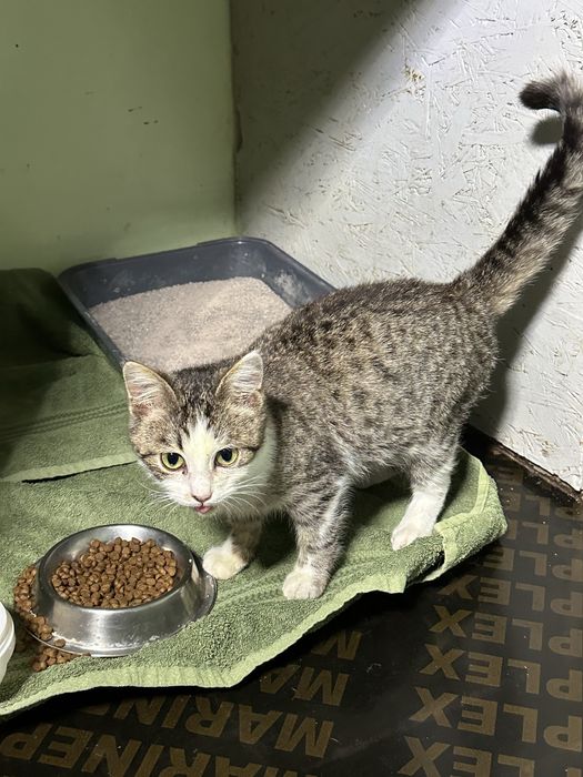 Котенок 3-4 месяца