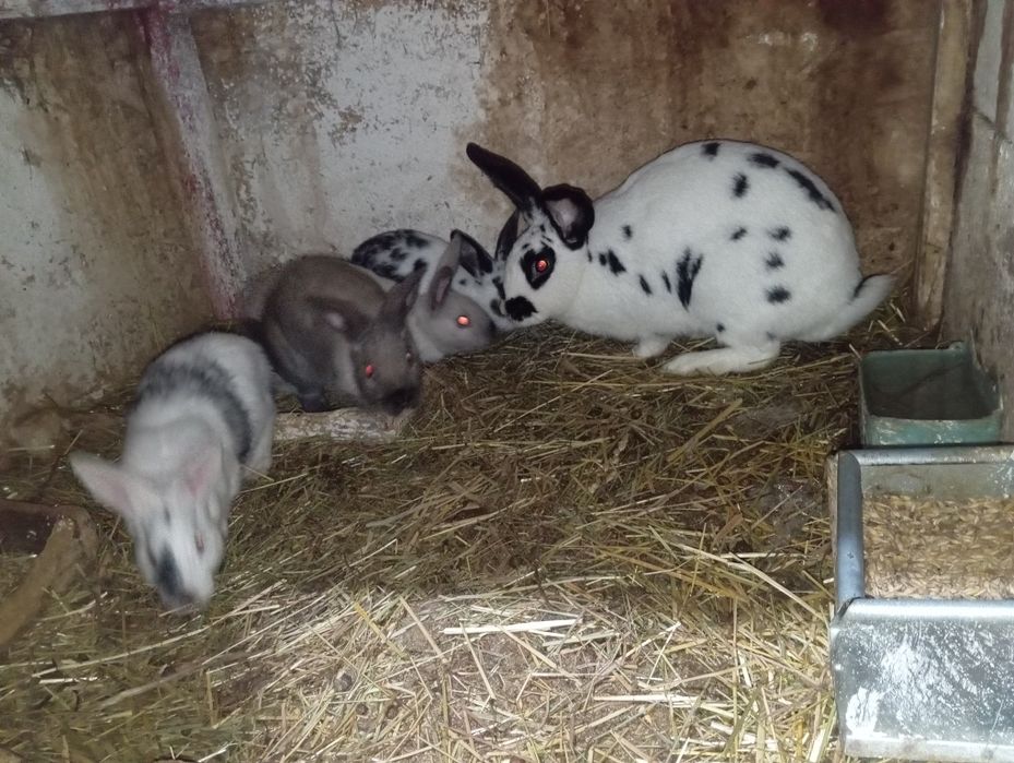 Vând femelă Rex  gestantă