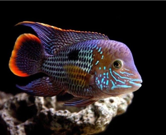 Акара  бирюзовая