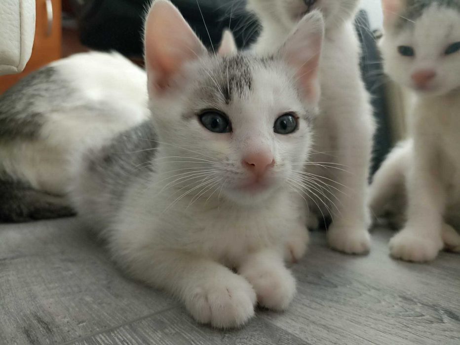 Dau spre adoptie pisoi