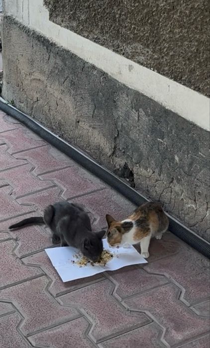 Кошка и 2 котеночка