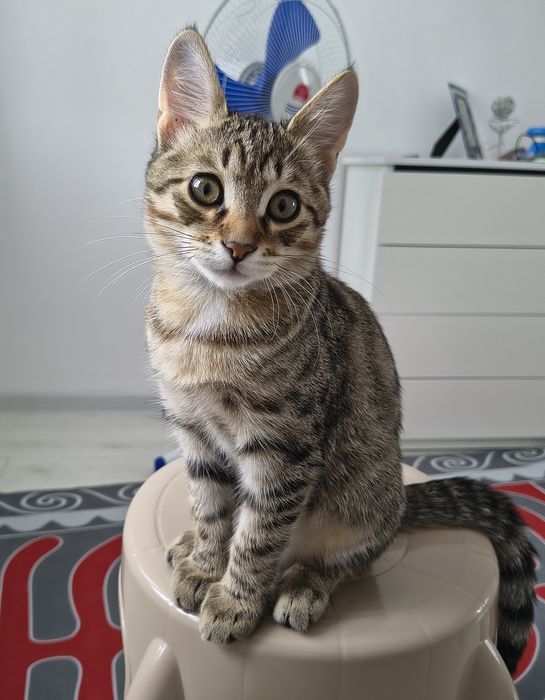 Отдам котенка 4,5 месяца мальчик