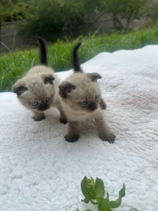 Котята Шотландские вислоухие