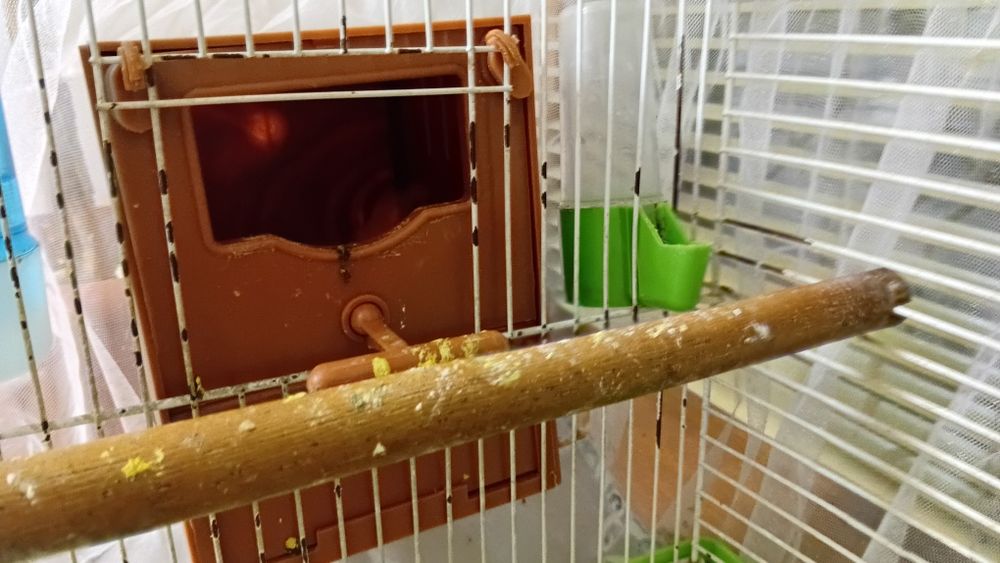 Попугай с клеткой