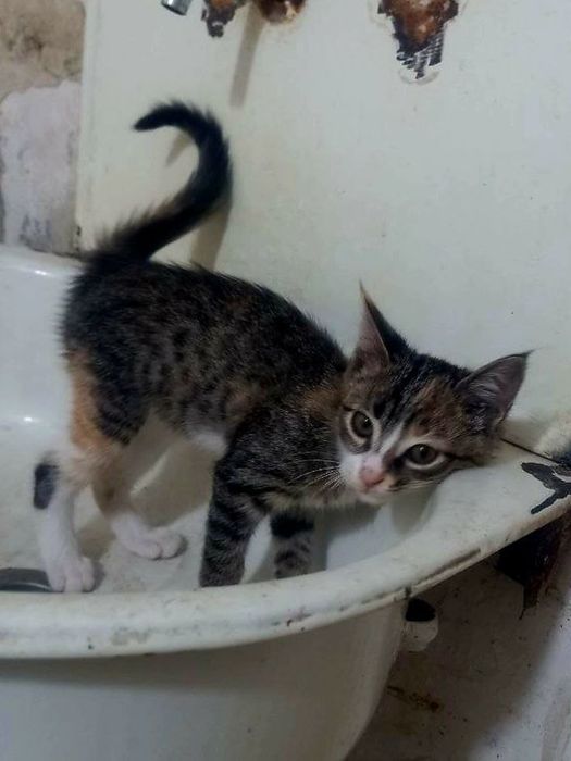 Котята даром в добрые руки
