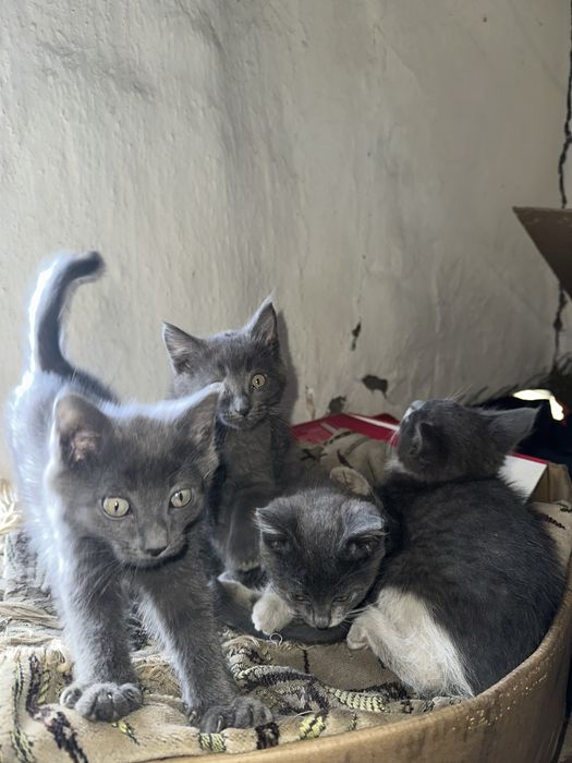 4 очаровательных котёнка ищут дом