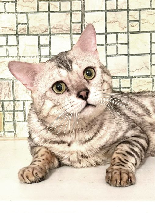 срочно продаю кота