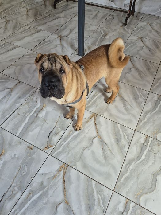 Shar pei drăgălași