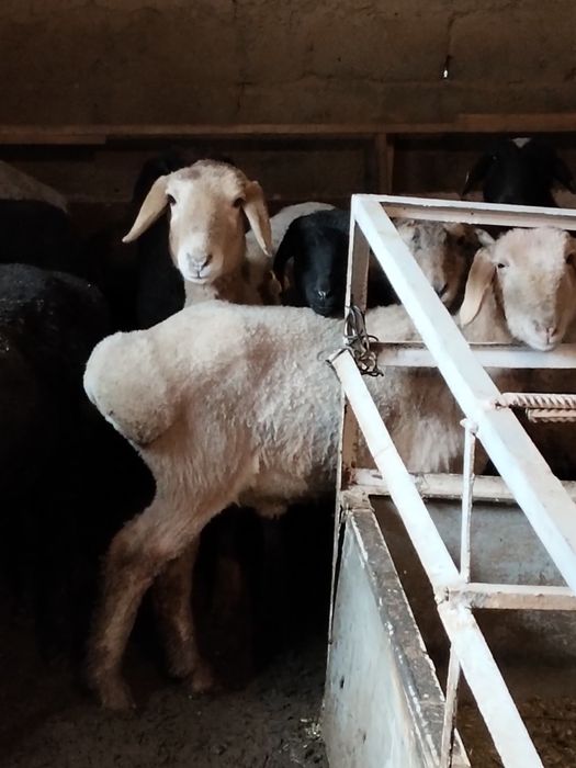 Семиз кошкар койлар