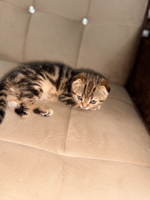 Срочно продается мальчик здоровый