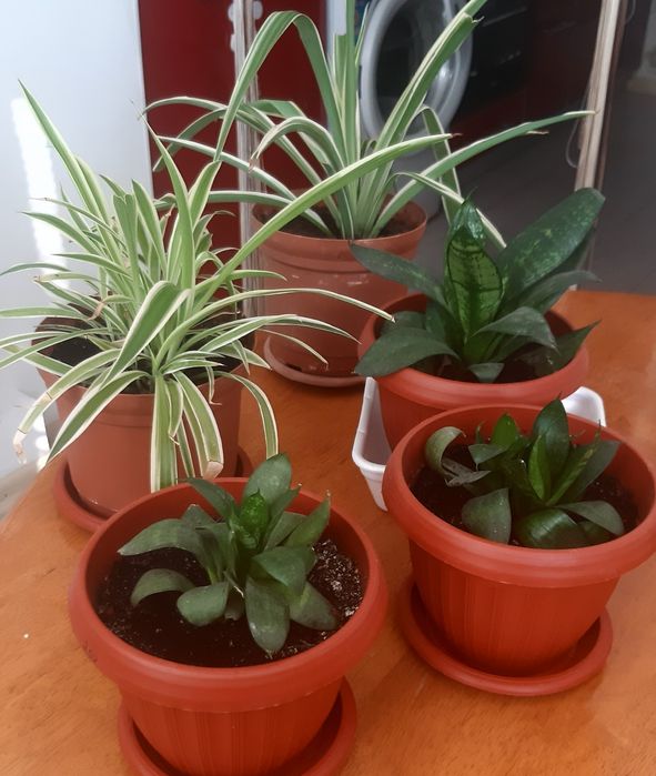 Комнатные цветы в горшочках, недорого