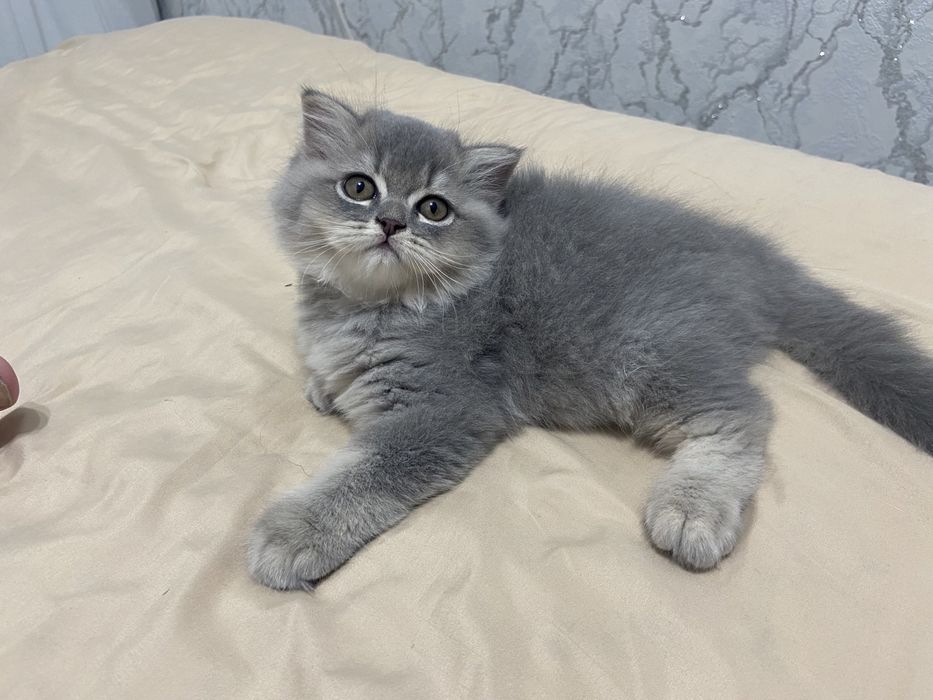 Zottor Mushukchalar sotiladi