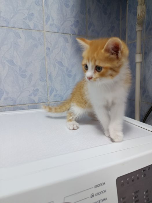 Продается кошечка девочка