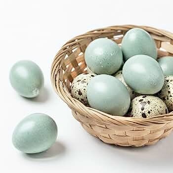 Oua incubat prepelite Celadon