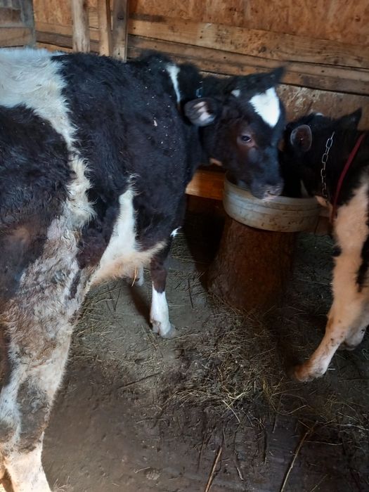 Vand   sau schimb două vitele  de patru luni